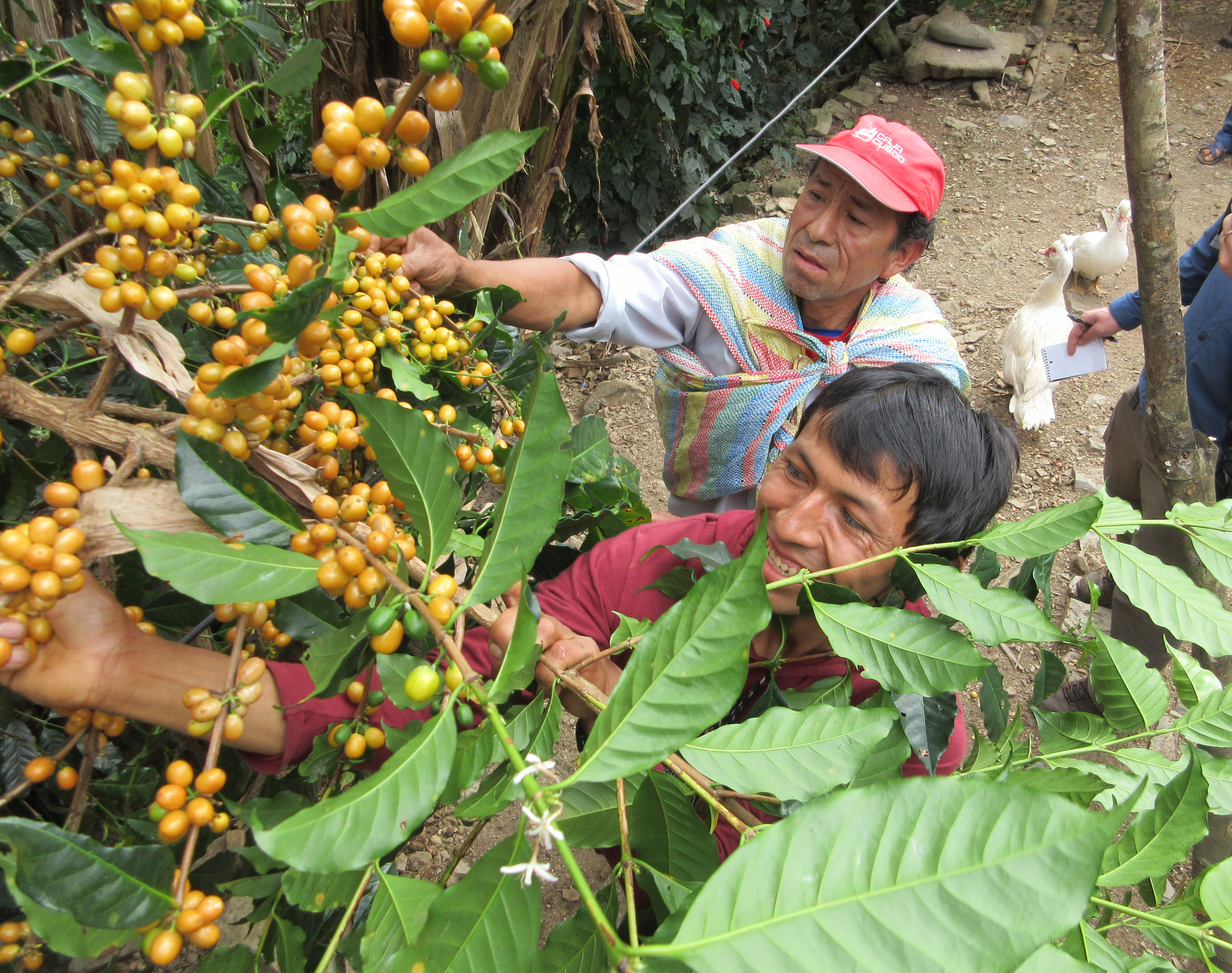 Men picking coffee cherries and smiling.