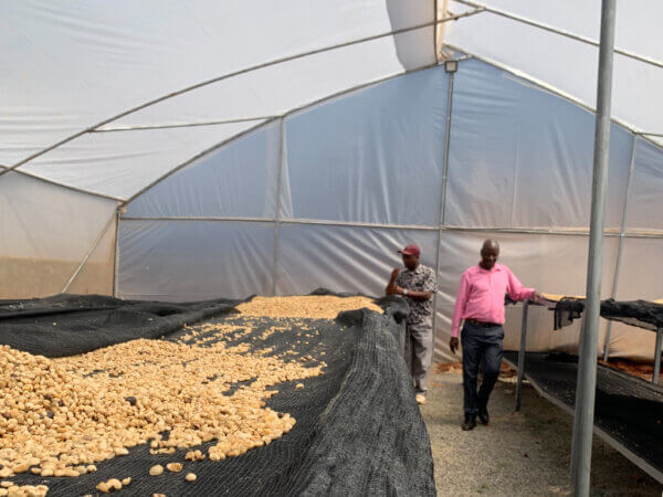 Men stand near clean coffee in parchment on a drying table