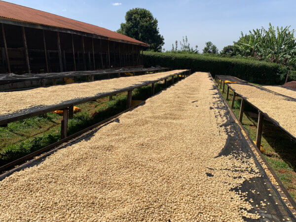 Parchment coffee drying in the sun