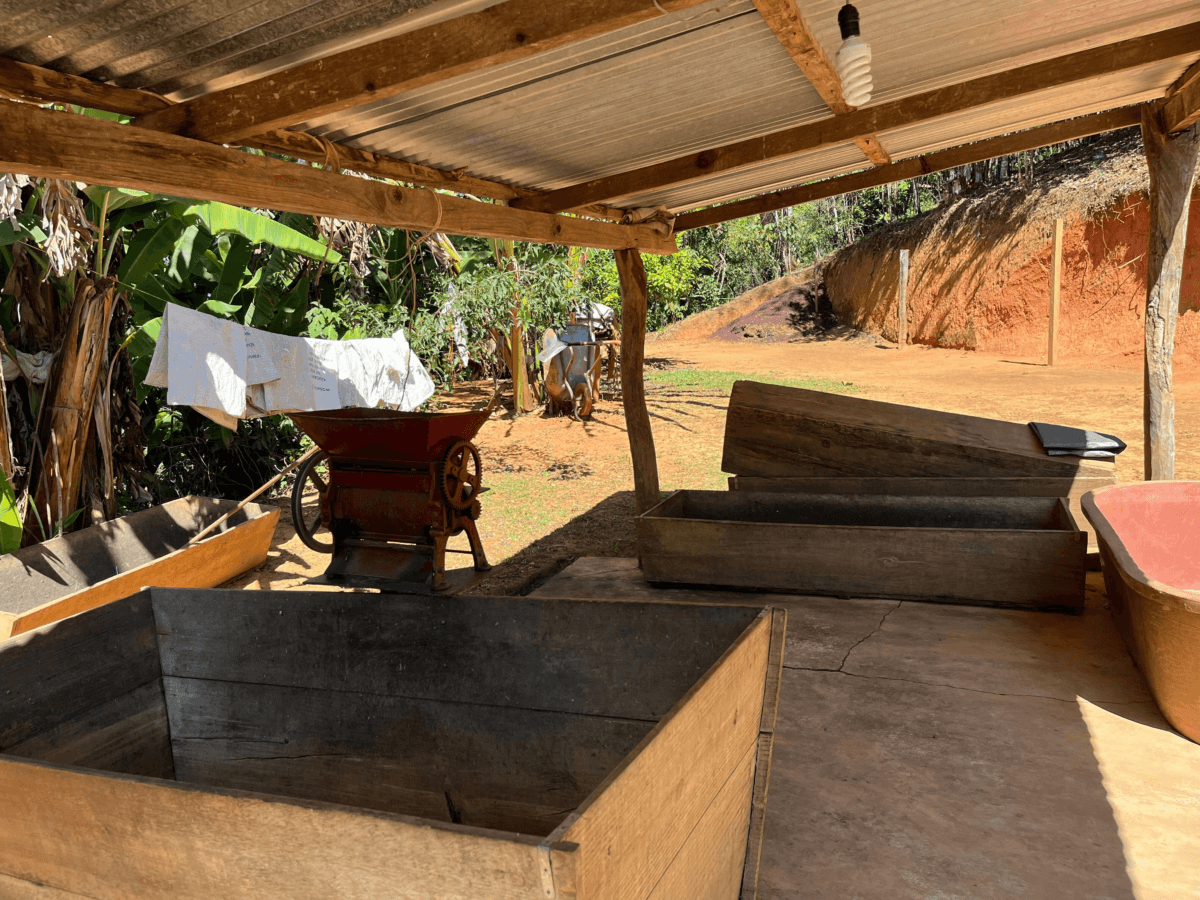 Oaxaca Truly Classic Coffees, An Endangered Species