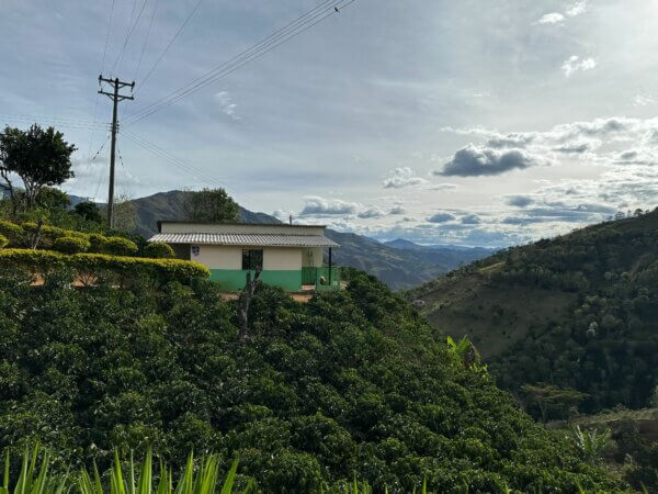 Hills of coffee plants, Nariño harvest in El Tablon