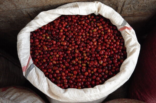 Cherry from Agaro, Ethiopia