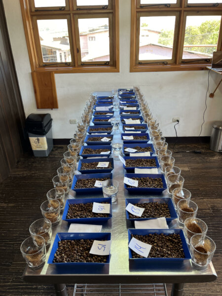 Cupping at origin: in Guatemala, courtesy of Ashley Box.