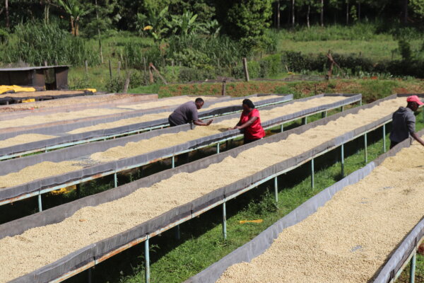 Kenya Kiamagumo Q1 2025