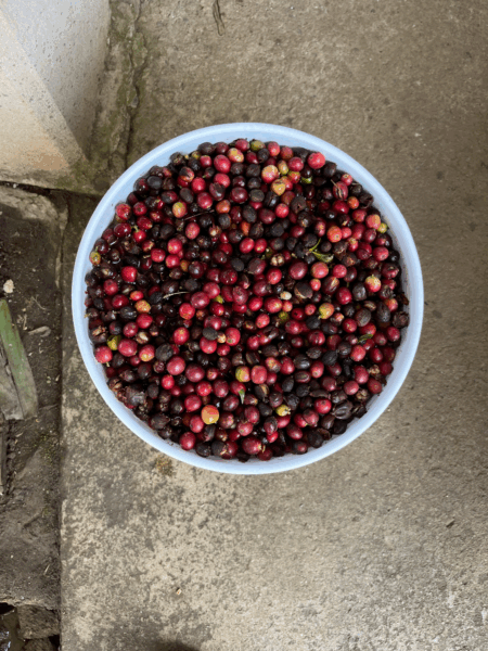 Cherry in Sochiapam Q3 2025