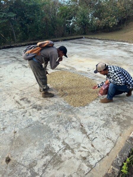 Parchment drying Mexico 2025