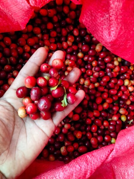 Cherry Q4 2025