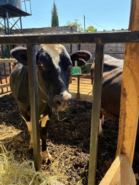 Gifted Estae kenya 2026, cow named Dan