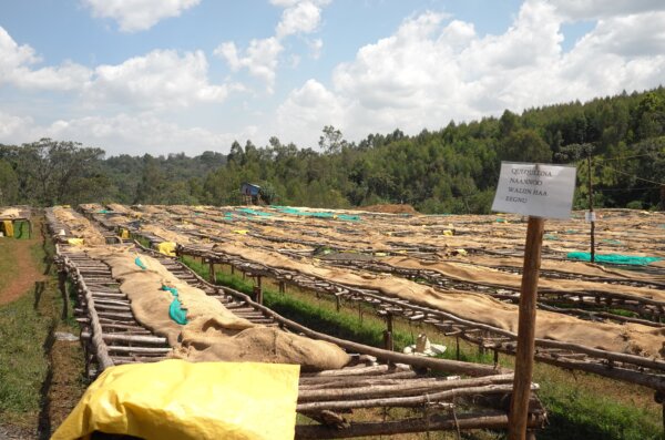 Nano Challa in Agaro, Ethiopia