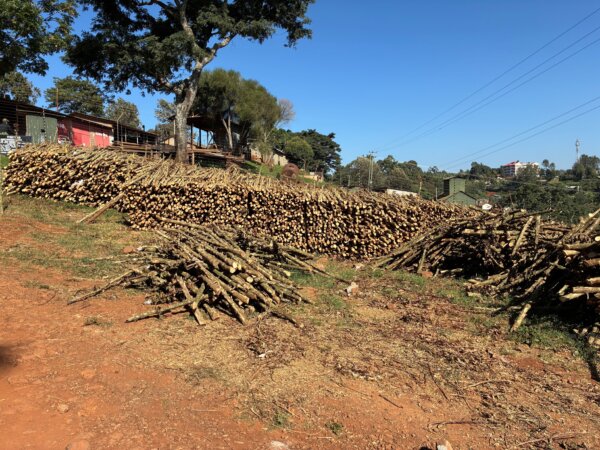 Ibonia Estate, Kenya 2026, rootstock