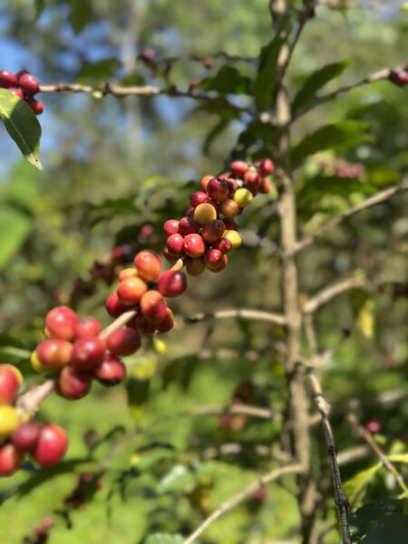 Western Ethiopia Jigesa, Aricha, Hadeso, cherry on tree