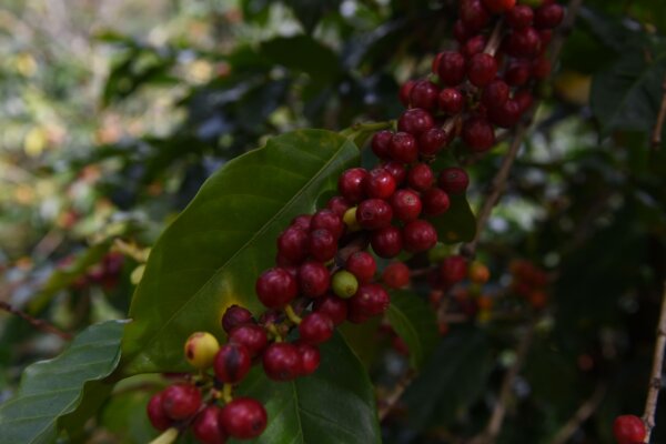 Cherry in Colombia